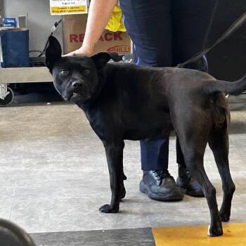 Elf -  Mixed Breed Dog for Adoption in Philadelphia, Pennsylvania - Elf | PetCurious