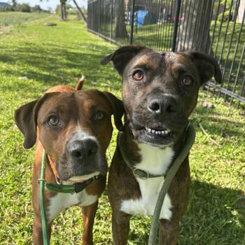 Mixed Breed Dogs Available for Adoption - Tennessee And Whiskey | PetCurious