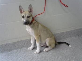 A185631 -  Siberian Husky and Mixed Breed Dog for Adoption in Pasadena, Texas - A185631 | PetCurious