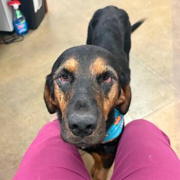 Hootie - 081109U -  Hound and Mixed Breed Dog for Adoption in Tupelo, Mississippi - Hootie - 081109U | PetCurious