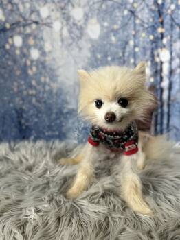 Pomeranian Dogs Available for Adoption - Bramble | PetCurious