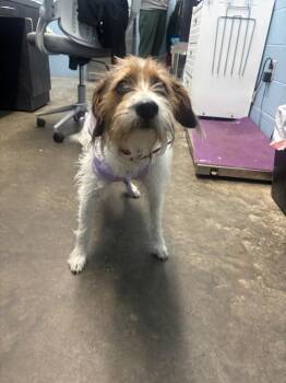 Jack Russell Terrier Dogs Available for Adoption in Evansville, Indiana - Mazey | PetCurious