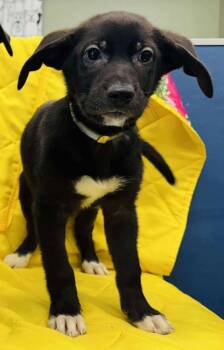 Rescue German Shepherd Dog Dogs for Adoption in Sedalia, Colorado - Milo | PetCurious