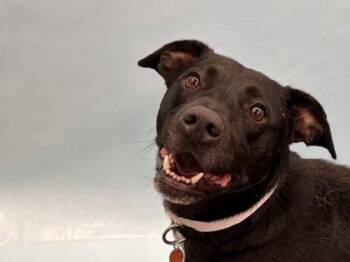 Ivy -  Labrador Retriever and Mixed Breed Dog for Adoption in Golden Valley, Minnesota - Ivy | PetCurious