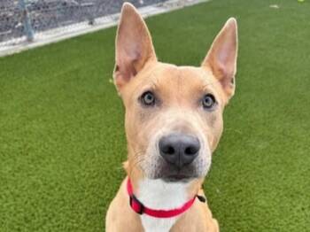 Pit Bull Terrier Dogs Available for Adoption in Auburn, California - YONEX | PetCurious