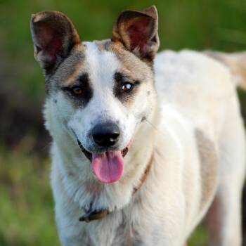 Australian Cattle Dog Blue Heeler and Siberian Husky Dogs Available for Adoption in Madisonville, Texas - Sally | PetCurious