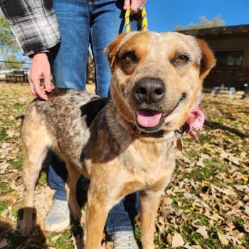 Rescue Australian Cattle Dog Blue Heeler Dogs for Adoption in Prescott, Arizona - Tess | PetCurious