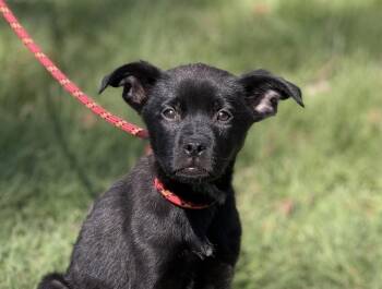 Shepherd Dogs Available for Adoption in Locust Fork, Alabama - Clover | PetCurious