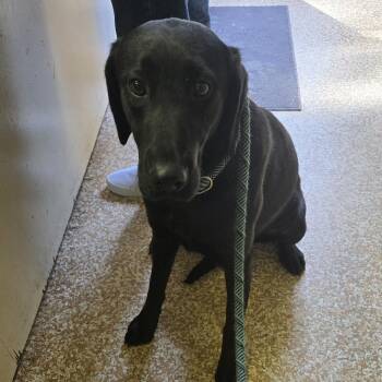 Raven -  Black Labrador Retriever Dog for Adoption in Chehalis, Washington - Raven | PetCurious