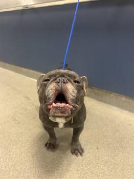 STITCH -  French Bulldog Dog for Adoption in Doral, Florida - STITCH | PetCurious