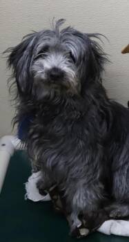 Poodle and Terrier Dogs Available for Adoption - Daisy | PetCurious