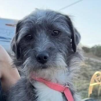 Mo -  Poodle and Terrier Dog for Adoption in Agua Dulce, California - Mo | PetCurious