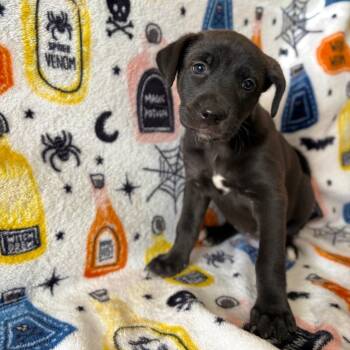 Rescue Retriever and Mixed Breed Dogs for Adoption in Kyle, Texas - VALENTINA | PetCurious