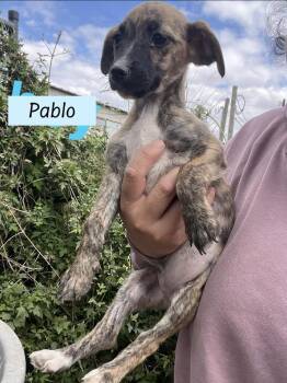 Chihuahua and Shih Tzu Dogs Available for Adoption - Pablo (Paige