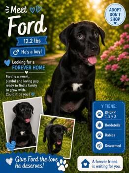 Retriever Dogs Available for Adoption in Jenkintown, Pennsylvania - Ford | PetCurious