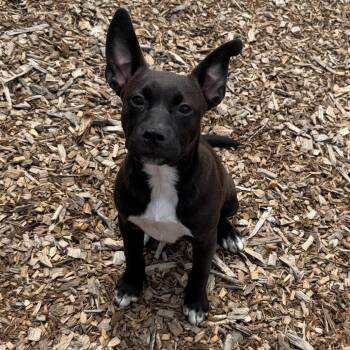 Winky -  Mixed Breed Dog for Adoption in Wappingers Falls, New York - Winky | PetCurious