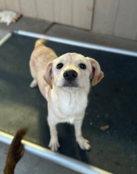 Rescue Terrier and Labrador Retriever Dogs for Adoption in Severance, Colorado - Sol | PetCurious