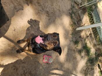 Rescue Mixed Breed Dogs for Adoption in Benson, North Carolina - Bubbles | PetCurious