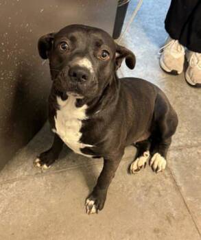 Rescue Pit Bull Terrier and Mixed Breed Dogs for Adoption in Bowling Green, Kentucky - Tulip | PetCurious