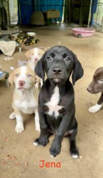Jeremy -  Black Labrador Retriever Dog for Adoption in Semmes, Alabama - Jeremy | PetCurious