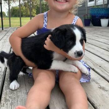 Badger -  Mixed Breed Dog for Adoption in Buffalo, Minnesota - Badger | PetCurious