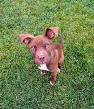 A A Ron Flex -  Pit Bull Terrier Dog for Adoption in Salt Lake City, Utah - A A Ron Flex | PetCurious