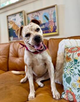 Pippi Pop Pocketful of Sparkles -  Pit Bull Terrier and Pointer Dog for Adoption in Friendswood, Texas - Pippi Pop Pocketful Of Sparkles | PetCurious