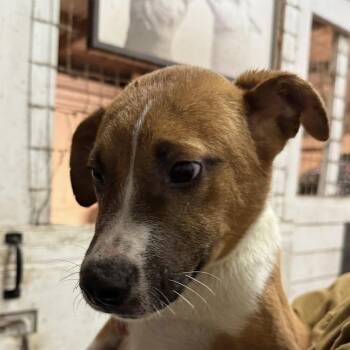 Mixed Breed Dogs Available for Adoption - Jack Daniel
