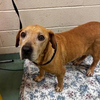 Mixed Breed Dogs Available for Adoption in Memphis, Tennessee - Zora | PetCurious