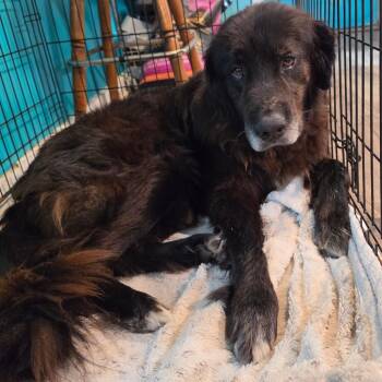 Kingley -  Newfoundland Dog Dog for Adoption in Jefferson City, Tennessee - Kingley | PetCurious