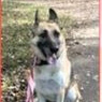 Ida -  German Shepherd Dog Dog for Adoption in Paris, Kentucky - Ida | PetCurious