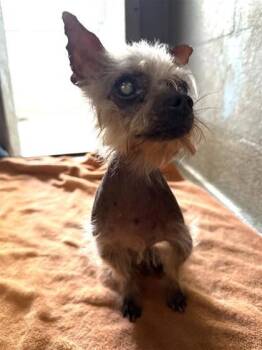 Tardis -  Chinese Crested Dog and Yorkshire Terrier Dog for Adoption in Largo, Florida - Tardis | PetCurious