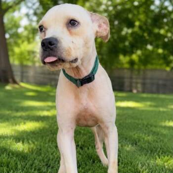 Dolly -  Jack Russell Terrier and American Staffordshire Terrier Dog for Adoption in Enterprise, Alabama - Dolly | PetCurious