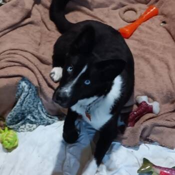 Rescue Border Collie and Mixed Breed Dogs for Adoption in Fresno, California - Abby | PetCurious