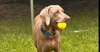 Hank -  Weimaraner Dog for Adoption in Dallas, Texas - Hank | PetCurious