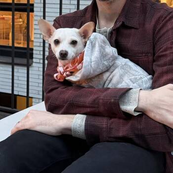 Pandora -  Chihuahua Dog for Adoption - Pandora | PetCurious
