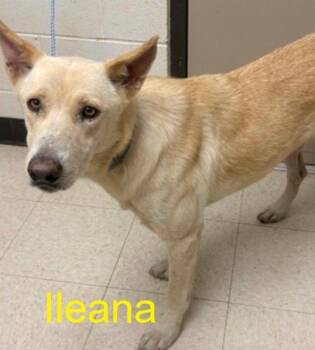 Ileana -  Mixed Breed Dog for Adoption in Raleigh, North Carolina - Ileana | PetCurious