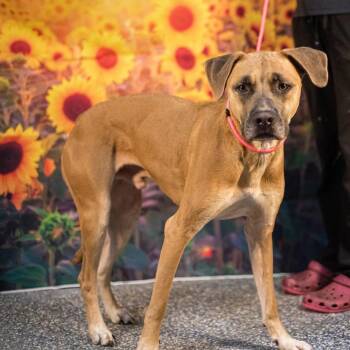 Jameson -  Great Dane and Hound Dog for Adoption in Washington, District Of Columbia - Jameson | PetCurious