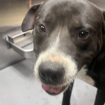 Mixed Breed Dogs Available for Adoption in Memphis, Tennessee - Gomez | PetCurious