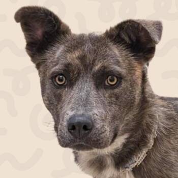 Ivy -  Cattle Dog Dog for Adoption in Reno, Nevada - Ivy | PetCurious
