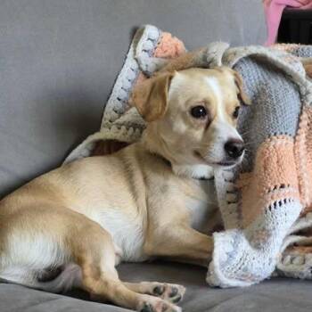 Rescue Beagle and Chihuahua Dogs for Adoption in St. Thomas, Ontario - Scout | PetCurious
