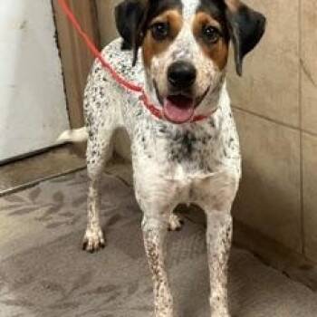 Lilly -  Pointer Dog for Adoption in Denison, Iowa - Lilly | PetCurious