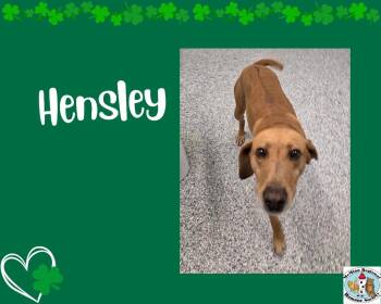Terrier Dogs Available for Adoption - Hensley | PetCurious