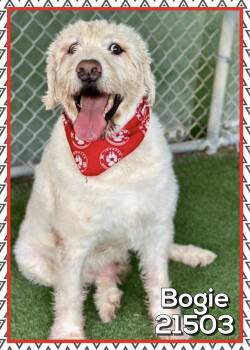 BOGIE (also see VIOLET) -  Labradoodle Dog for Adoption in Marietta, Georgia - BOGIE (also See VIOLET) | PetCurious
