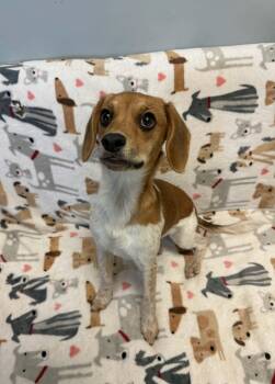 Fern -  Beagle and Chihuahua Dog for Adoption in Chambersburg, Pennsylvania - Fern | PetCurious