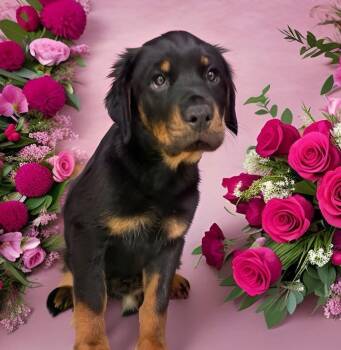 Rottweiler Dogs Available for Adoption - Valentina  | PetCurious