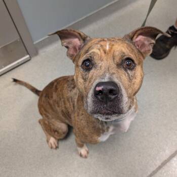 Snickers -  Black Mouth Cur Dog for Adoption in New Castle, Delaware - Snickers | PetCurious