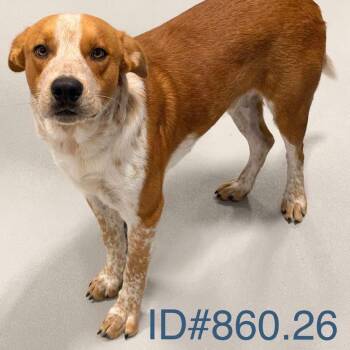 Howdy KCAC #860.26 -  Cattle Dog and Mixed Breed Dog for Adoption in Kerrville, Texas - Howdy KCAC #860.26 | PetCurious