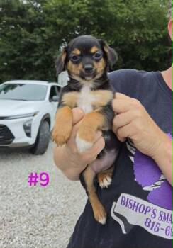 Georgia -  Rat Terrier and Yorkshire Terrier Dog for Adoption in Waterloo, Illinois - Georgia | PetCurious