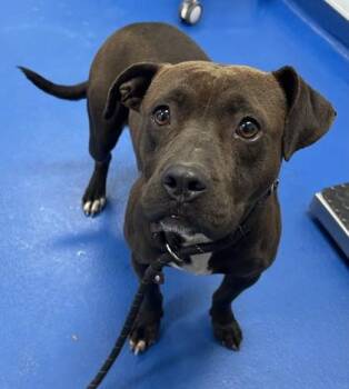 Terrier Dogs Available for Adoption in Lancaster, South Carolina - Gardenia  | PetCurious